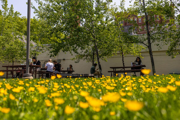 MIT students study outside near flowers